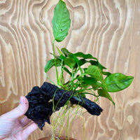 Pisces Enterprises One Only Anubias ‘Nana' on Medium Driftwood Creation - One Only - Joyful Anubias Nana on Medium Driftwood - ONE ONLY - Scapeshop Aquarium Plants