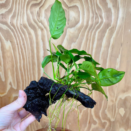 Pisces Enterprises One Only Anubias ‘Nana' on Medium Driftwood Creation - One Only - Joyful Anubias Nana on Medium Driftwood - ONE ONLY - Scapeshop Aquarium Plants
