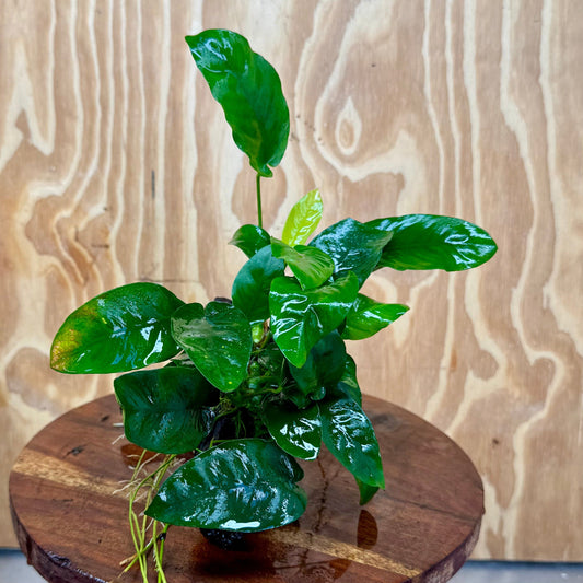 Pisces Enterprises One Only Anubias ‘Nana' on Medium Driftwood Creation - One Only - Joyful Anubias Nana on Medium Driftwood - ONE ONLY - Scapeshop Aquarium Plants
