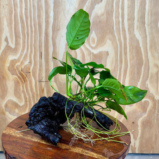 Pisces Enterprises One Only Anubias ‘Nana' on Medium Driftwood Creation - One Only - Joyful Anubias Nana on Medium Driftwood - ONE ONLY - Scapeshop Aquarium Plants