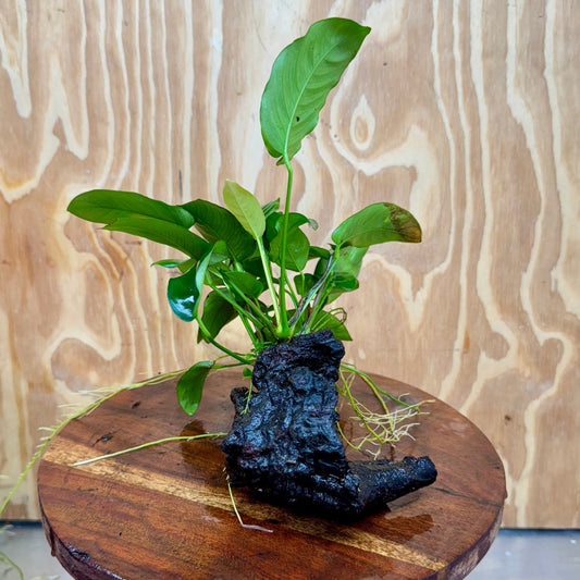 Pisces Enterprises One Only Anubias ‘Nana' on Medium Driftwood Creation - One Only - Joyful Anubias Nana on Medium Driftwood - ONE ONLY - Scapeshop Aquarium Plants