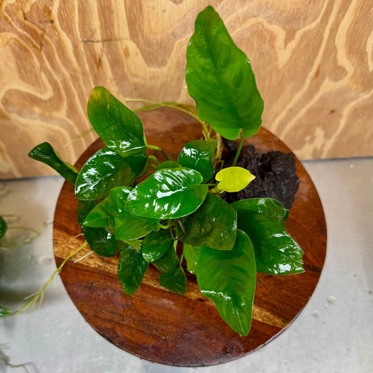Pisces Enterprises One Only Anubias ‘Nana' on Medium Driftwood Creation - One Only - Joyful Anubias Nana on Medium Driftwood - ONE ONLY - Scapeshop Aquarium Plants