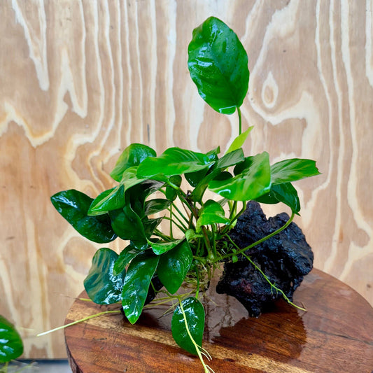 Pisces Enterprises One Only Anubias ‘Nana' on Medium Driftwood Creation - One Only - Joyful Anubias Nana on Medium Driftwood - ONE ONLY - Scapeshop Aquarium Plants