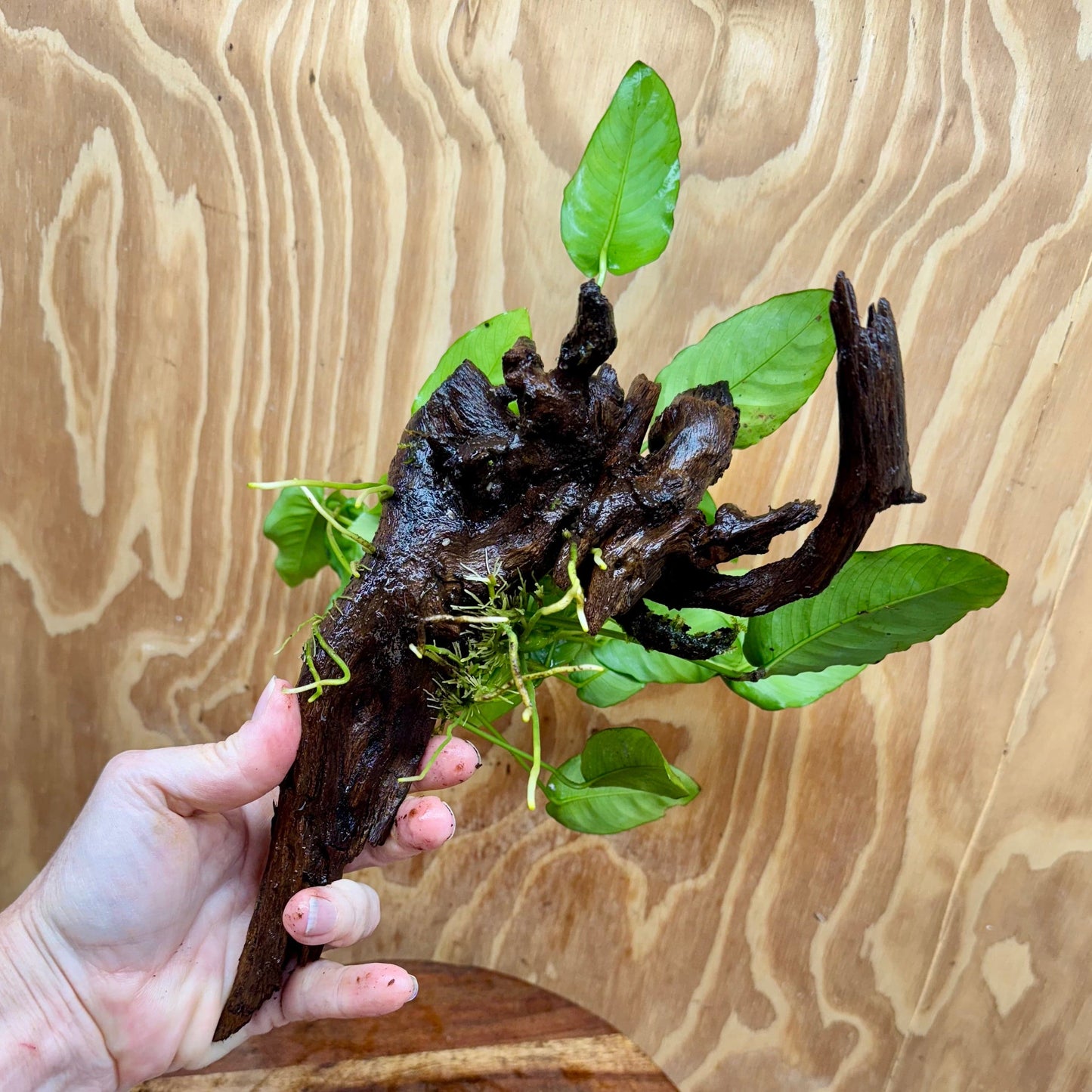 Pisces Enterprises One Only Anubias ‘Nana' on Medium Driftwood Creation - One Only - Joyful Anubias Nana on Medium Driftwood - ONE ONLY - Scapeshop Aquarium Plants