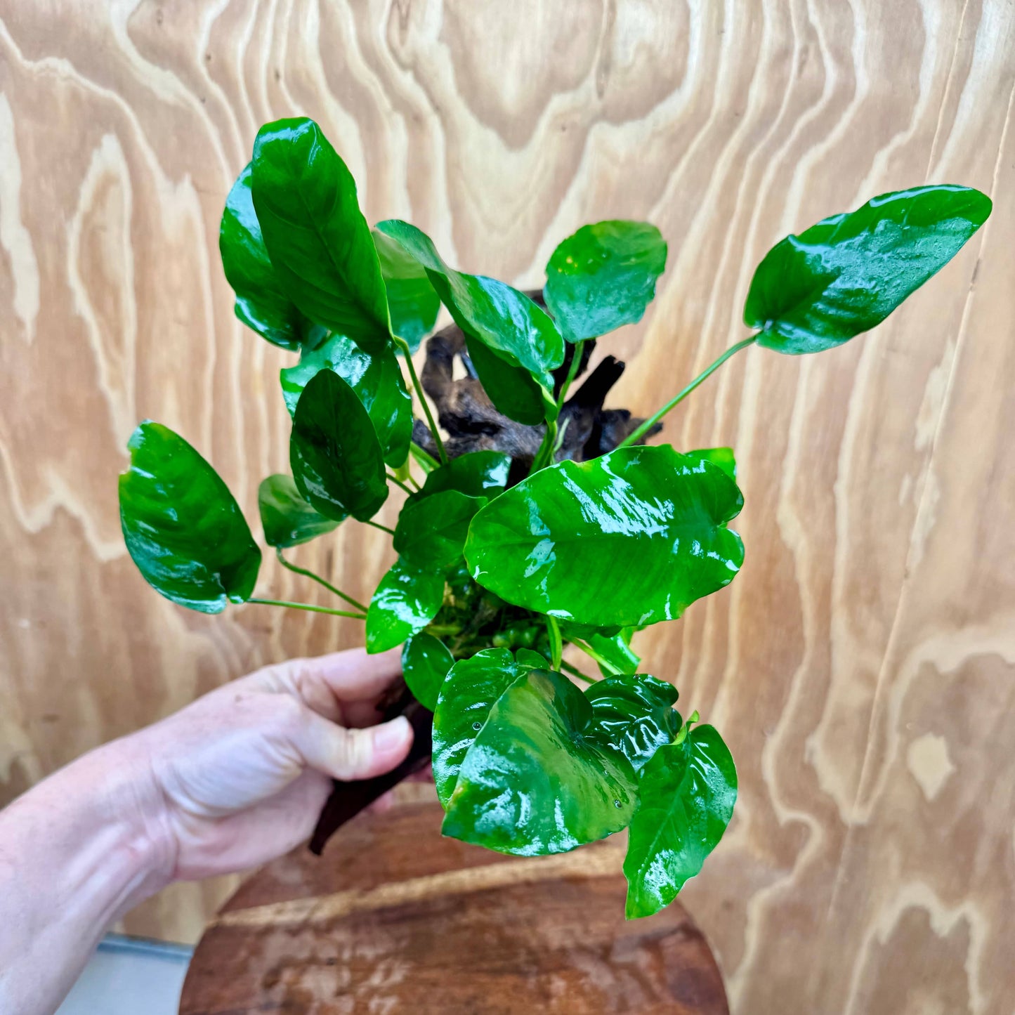 Pisces Enterprises One Only Anubias ‘Nana' on Medium Driftwood Creation - One Only - Joyful Anubias Nana on Medium Driftwood - ONE ONLY - Scapeshop Aquarium Plants