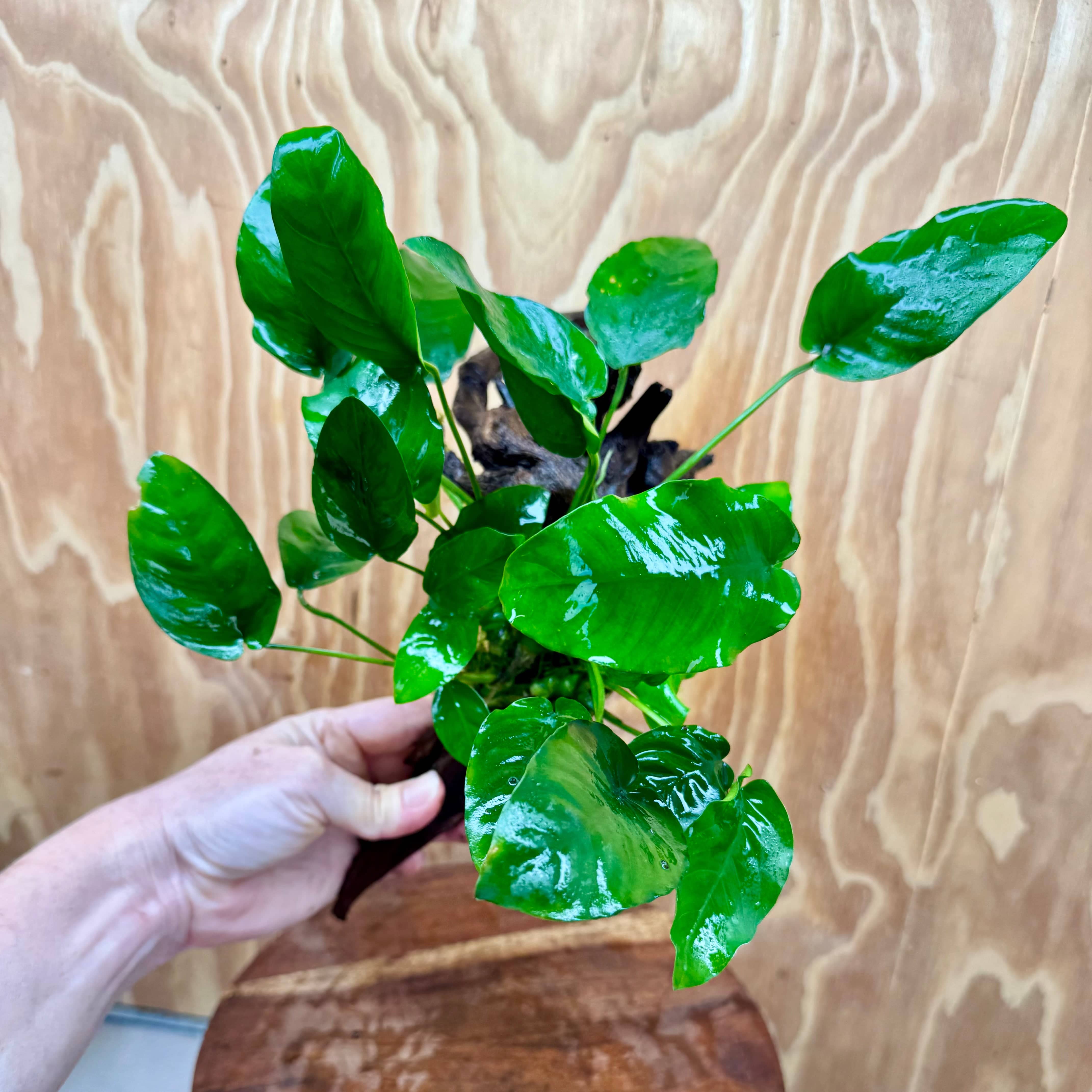 Pisces Enterprises One Only Anubias ‘Nana' on Medium Driftwood Creation - One Only - Joyful Anubias Nana on Medium Driftwood - ONE ONLY - Scapeshop Aquarium Plants