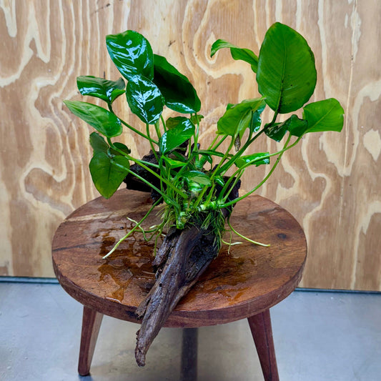 Pisces Enterprises One Only Anubias ‘Nana' on Medium Driftwood Creation - One Only - Joyful Anubias Nana on Medium Driftwood - ONE ONLY - Scapeshop Aquarium Plants
