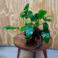 Pisces Enterprises One Only Anubias ‘Nana' on Medium Driftwood Creation - One Only - Joyful Anubias Nana on Medium Driftwood - ONE ONLY - Scapeshop Aquarium Plants