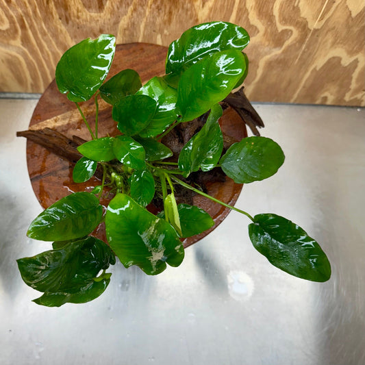 Pisces Enterprises One Only Anubias ‘Nana' on Medium Driftwood Creation - One Only - Joyful Anubias Nana on Medium Driftwood - ONE ONLY - Scapeshop Aquarium Plants
