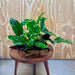 Pisces Enterprises One Only Anubias ‘Nana' on Medium Driftwood Creation - One Only - Joyful Anubias Nana on Medium Driftwood - ONE ONLY - Scapeshop Aquarium Plants