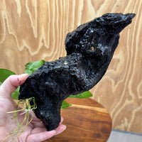 Pisces Enterprises One Only Anubias ‘Nana' on Medium Driftwood Creation - One Only - Joyful Anubias Nana on Medium Driftwood - ONE ONLY - Scapeshop Aquarium Plants