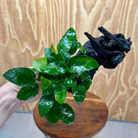 Pisces Enterprises One Only Anubias ‘Nana' on Medium Driftwood Creation - One Only - Joyful Anubias Nana on Medium Driftwood - ONE ONLY - Scapeshop Aquarium Plants