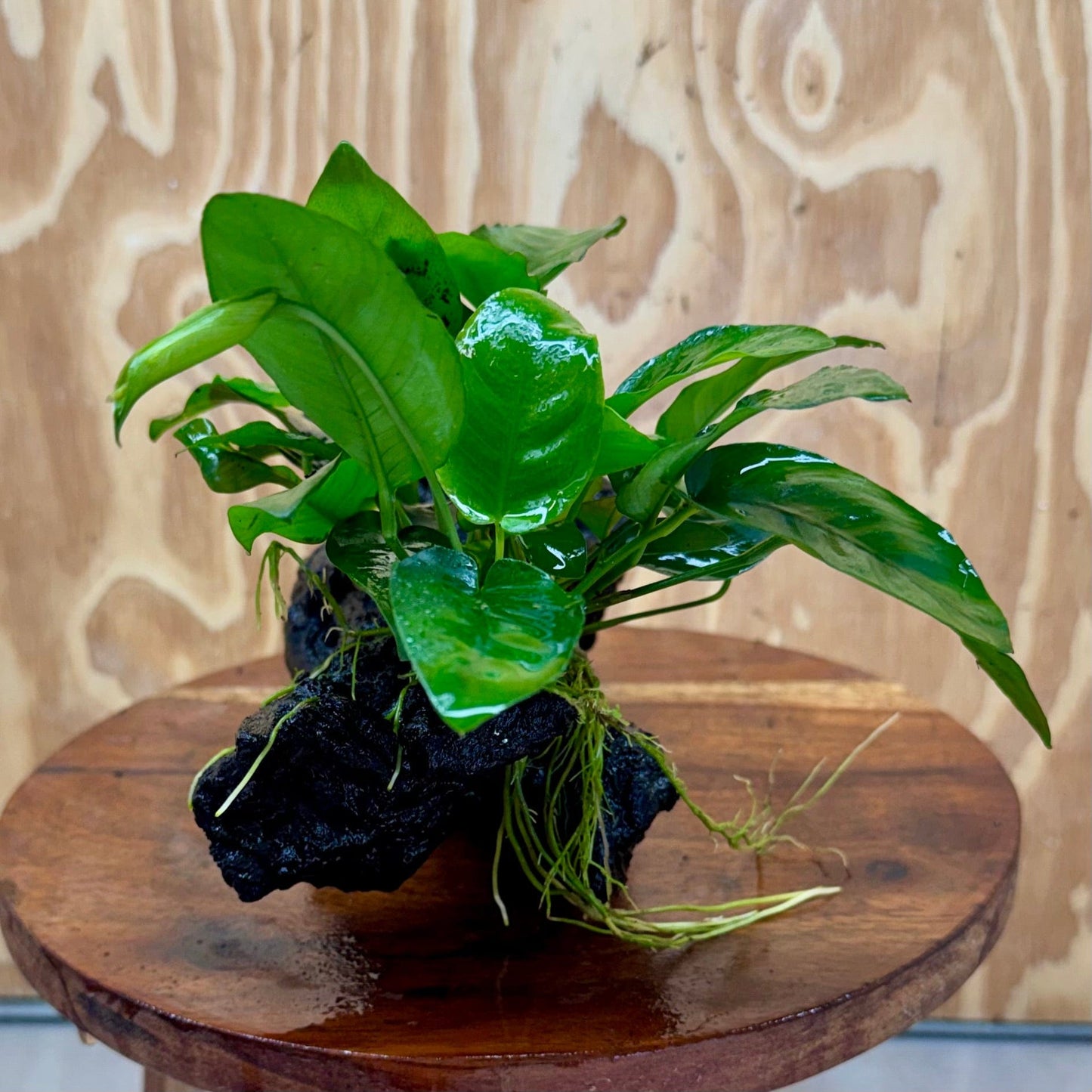 Pisces Enterprises One Only Anubias ‘Nana' on Medium Driftwood Creation - One Only - Joyful Anubias Nana on Medium Driftwood - ONE ONLY - Scapeshop Aquarium Plants