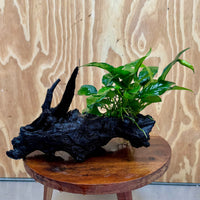 Pisces Enterprises One Only Anubias ‘Nana' on Medium Driftwood Creation - One Only - Joyful Anubias Nana on Medium Driftwood - ONE ONLY - Scapeshop Aquarium Plants