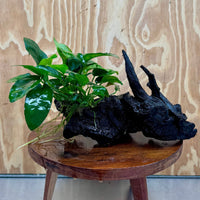 Pisces Enterprises One Only Anubias ‘Nana' on Medium Driftwood Creation - One Only - Joyful Anubias Nana on Medium Driftwood - ONE ONLY - Scapeshop Aquarium Plants