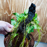 Pisces Enterprises One Only Anubias 'Nana' on Medium Driftwood Creation - One Only - Jungle Anubias Nana on Medium Driftwood - ONE ONLY - Scapeshop Australia