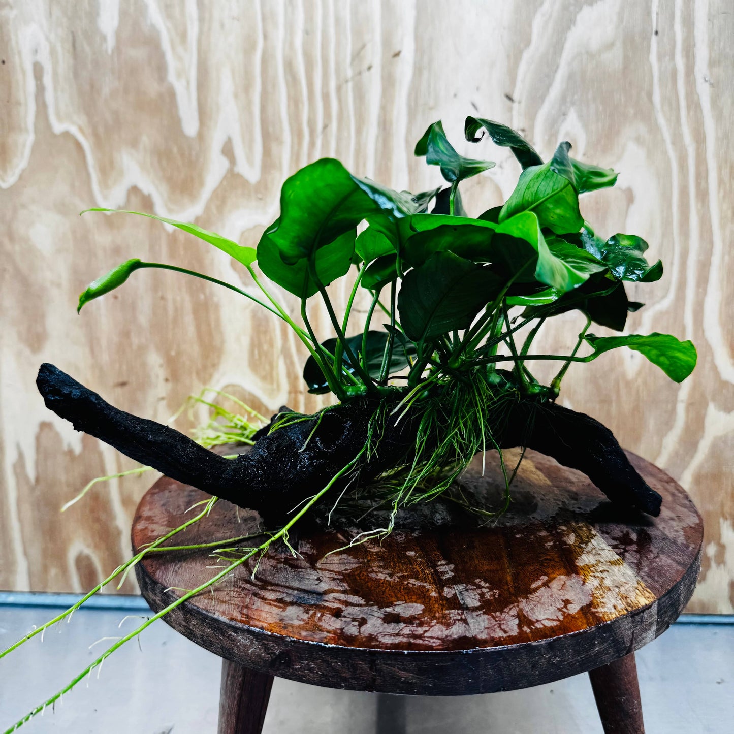 Pisces Enterprises One Only Anubias 'Nana' on Medium Driftwood Creation - One Only - Jungle Anubias Nana on Medium Driftwood - ONE ONLY - Scapeshop Australia