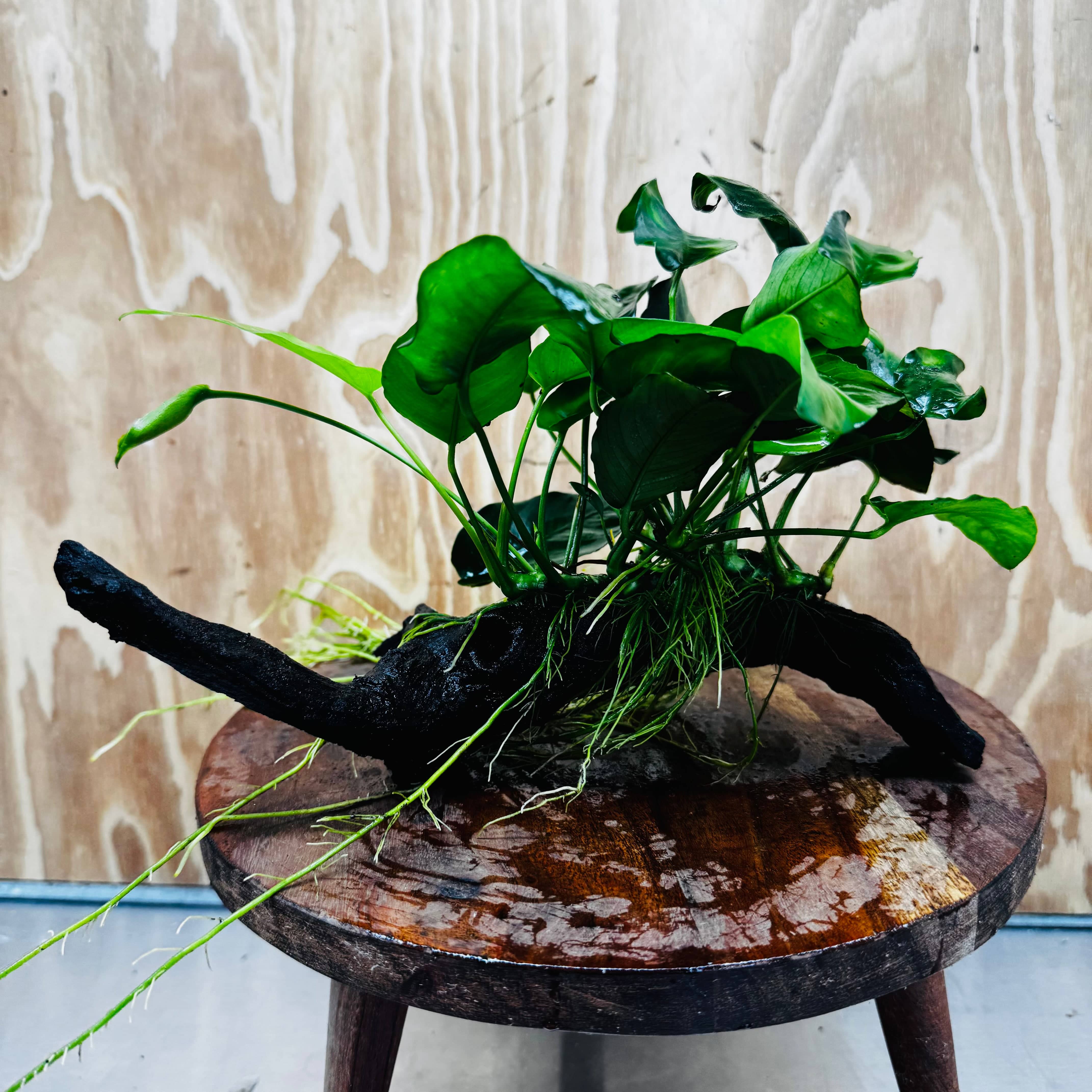 Pisces Enterprises One Only Anubias 'Nana' on Medium Driftwood Creation - One Only - Jungle Anubias Nana on Medium Driftwood - ONE ONLY - Scapeshop Australia