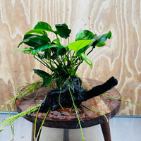 Pisces Enterprises One Only Anubias 'Nana' on Medium Driftwood Creation - One Only - Jungle Anubias Nana on Medium Driftwood - ONE ONLY - Scapeshop Australia