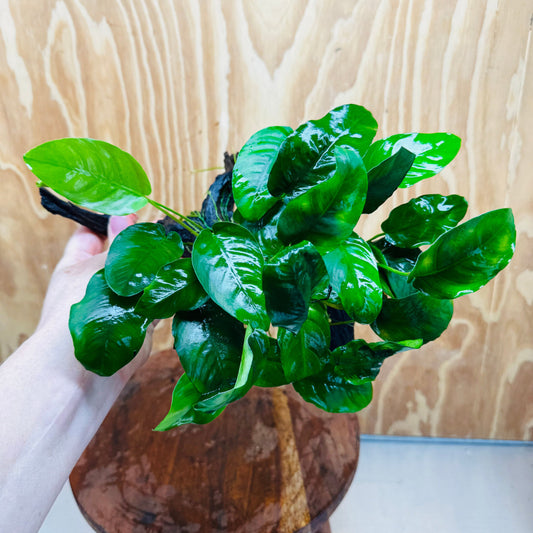 Pisces Enterprises One Only Anubias 'Nana' on Medium Driftwood Creation - One Only - Jungle Anubias Nana on Medium Driftwood - ONE ONLY - Scapeshop Australia