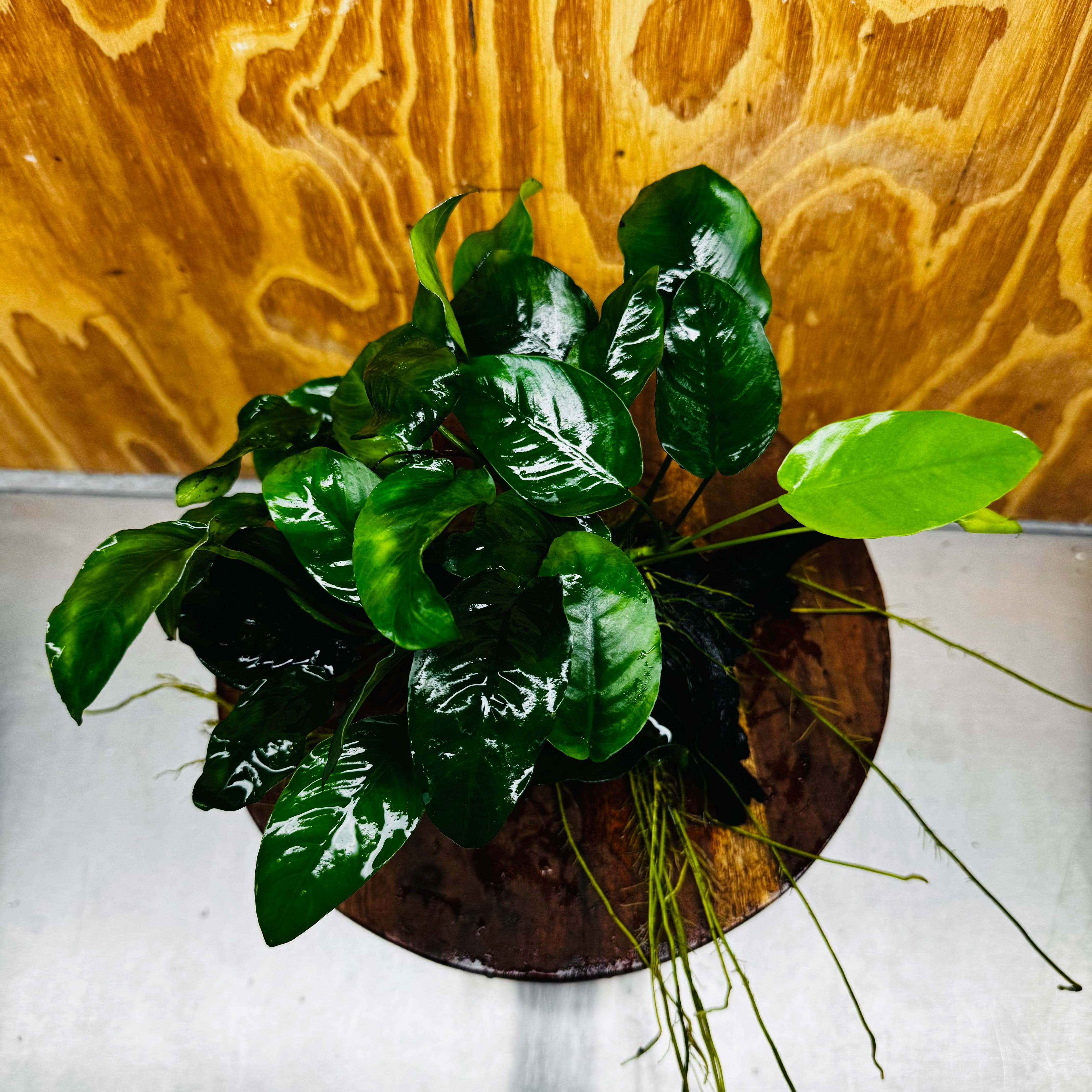 Pisces Enterprises One Only Anubias 'Nana' on Medium Driftwood Creation - One Only - Jungle Anubias Nana on Medium Driftwood - ONE ONLY - Scapeshop Australia