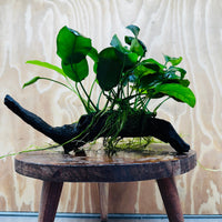 Pisces Enterprises One Only Anubias 'Nana' on Medium Driftwood Creation - One Only - Jungle Anubias Nana on Medium Driftwood - ONE ONLY - Scapeshop Australia