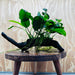 Pisces Enterprises One Only Anubias 'Nana' on Medium Driftwood Creation - One Only - Jungle Anubias Nana on Medium Driftwood - ONE ONLY - Scapeshop Australia