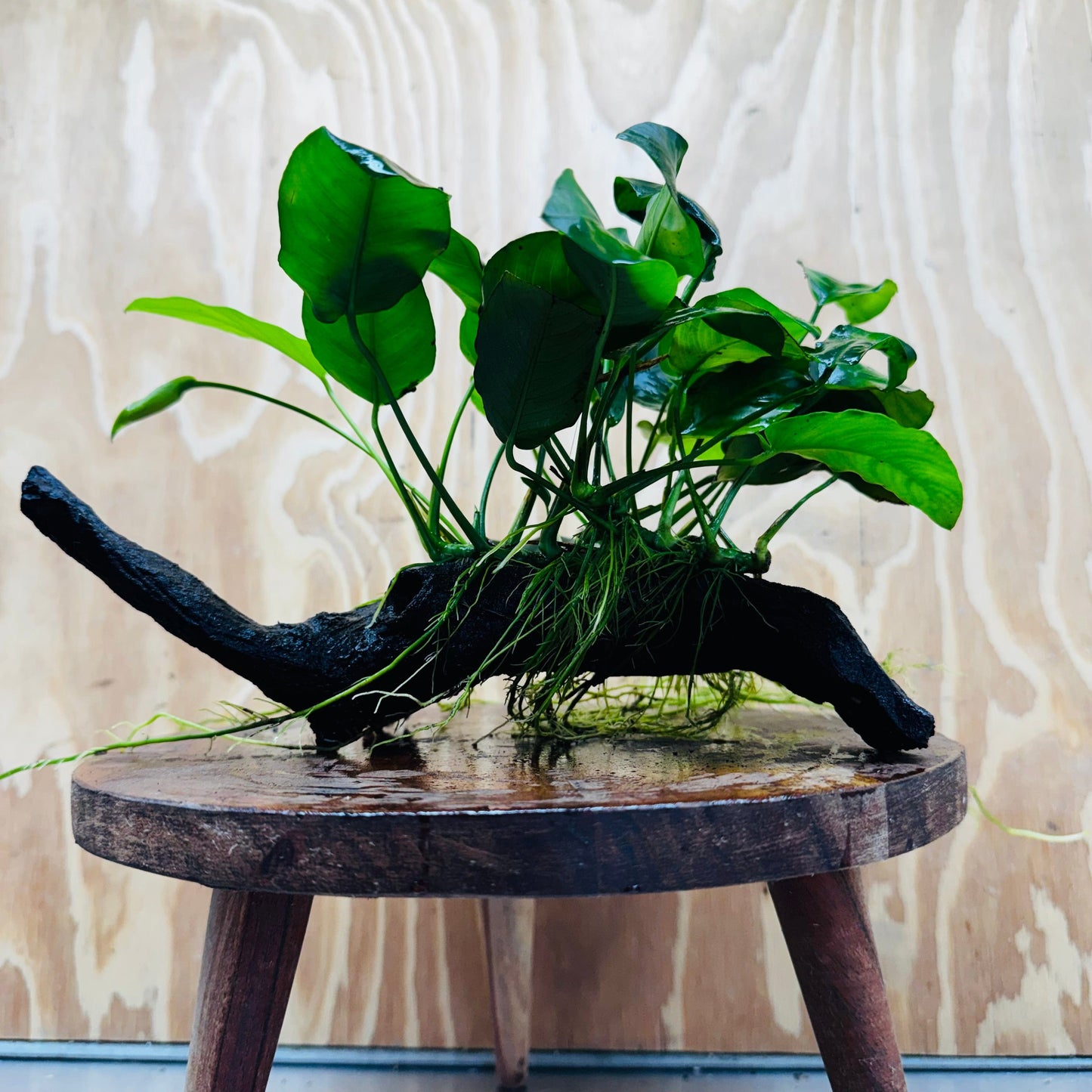 Pisces Enterprises One Only Anubias 'Nana' on Medium Driftwood Creation - One Only - Jungle Anubias Nana on Medium Driftwood - ONE ONLY - Scapeshop Australia