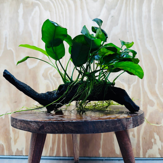 Pisces Enterprises One Only Anubias 'Nana' on Medium Driftwood Creation - One Only - Jungle Anubias Nana on Medium Driftwood - ONE ONLY - Scapeshop Australia