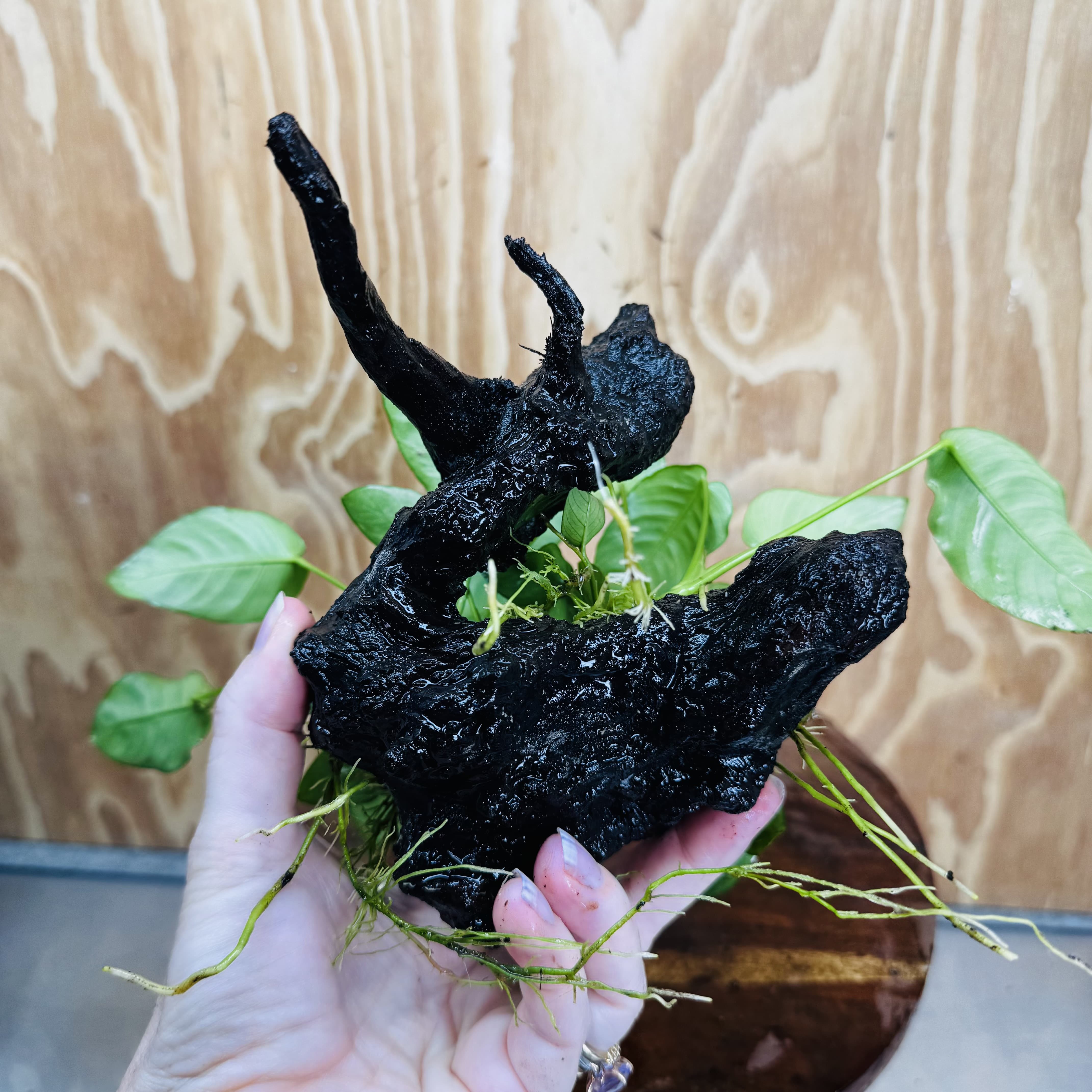 Pisces Enterprises One Only Anubias 'Nana' on Medium Driftwood Creation - One Only - Jungle Anubias Nana on Medium Driftwood - ONE ONLY - Scapeshop Australia