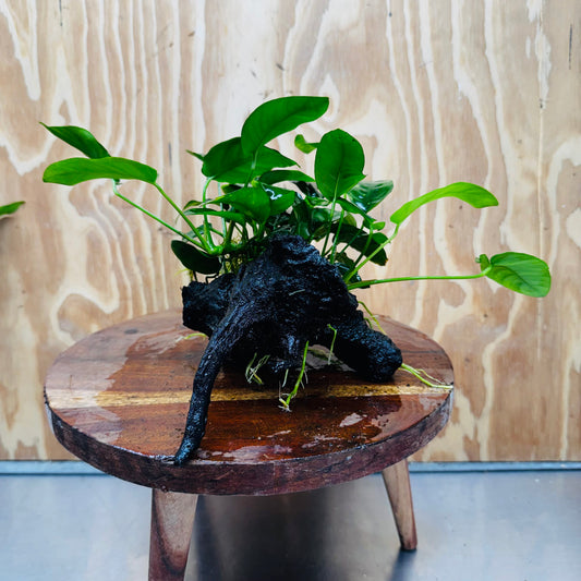 Pisces Enterprises One Only Anubias 'Nana' on Medium Driftwood Creation - One Only - Jungle Anubias Nana on Medium Driftwood - ONE ONLY - Scapeshop Australia