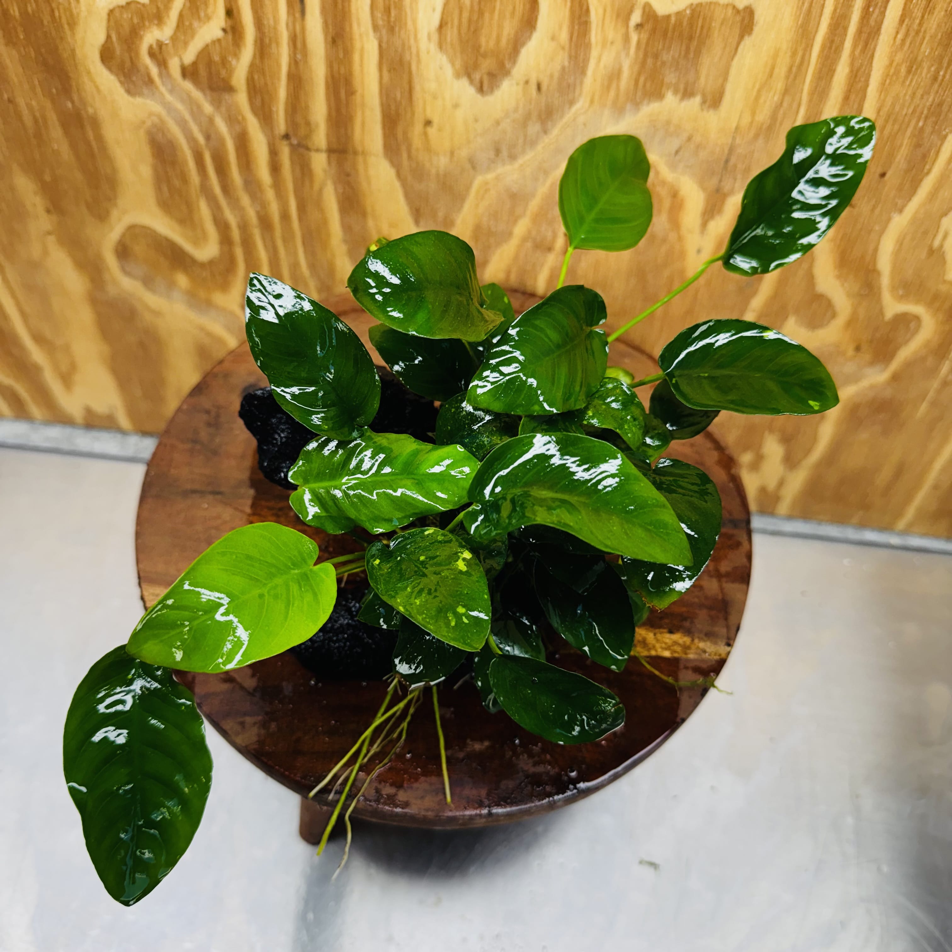 Pisces Enterprises One Only Anubias 'Nana' on Medium Driftwood Creation - One Only - Jungle Anubias Nana on Medium Driftwood - ONE ONLY - Scapeshop Australia