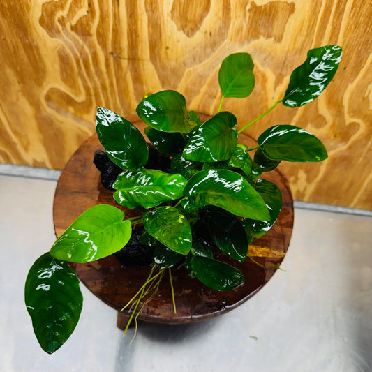 Pisces Enterprises One Only Anubias 'Nana' on Medium Driftwood Creation - One Only - Jungle Anubias Nana on Medium Driftwood - ONE ONLY - Scapeshop Australia