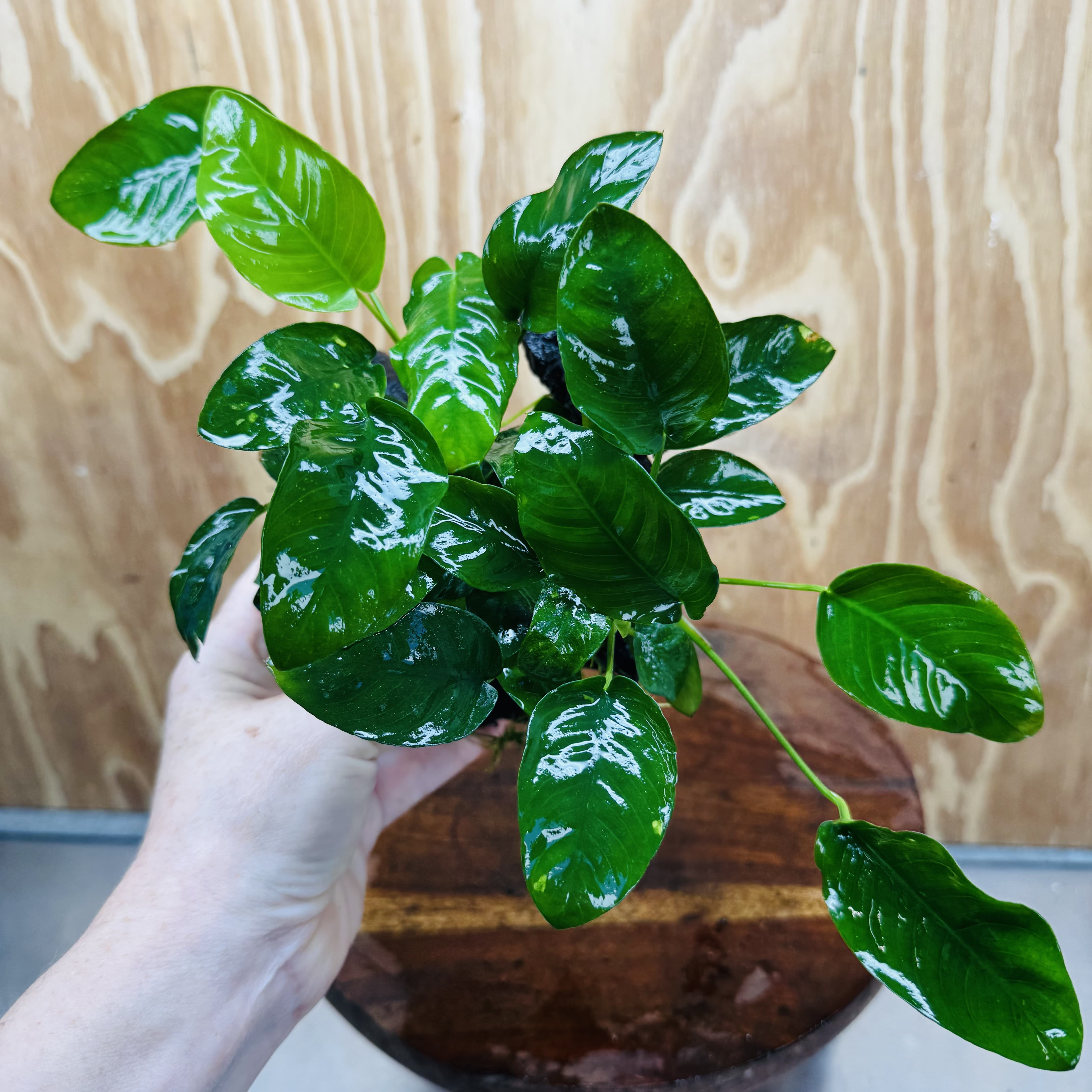 Pisces Enterprises One Only Anubias 'Nana' on Medium Driftwood Creation - One Only - Jungle Anubias Nana on Medium Driftwood - ONE ONLY - Scapeshop Australia
