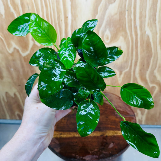Pisces Enterprises One Only Anubias 'Nana' on Medium Driftwood Creation - One Only - Jungle Anubias Nana on Medium Driftwood - ONE ONLY - Scapeshop Australia
