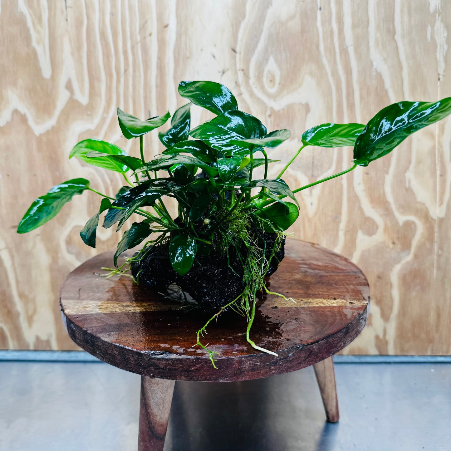 Pisces Enterprises One Only Anubias 'Nana' on Medium Driftwood Creation - One Only - Jungle Anubias Nana on Medium Driftwood - ONE ONLY - Scapeshop Australia