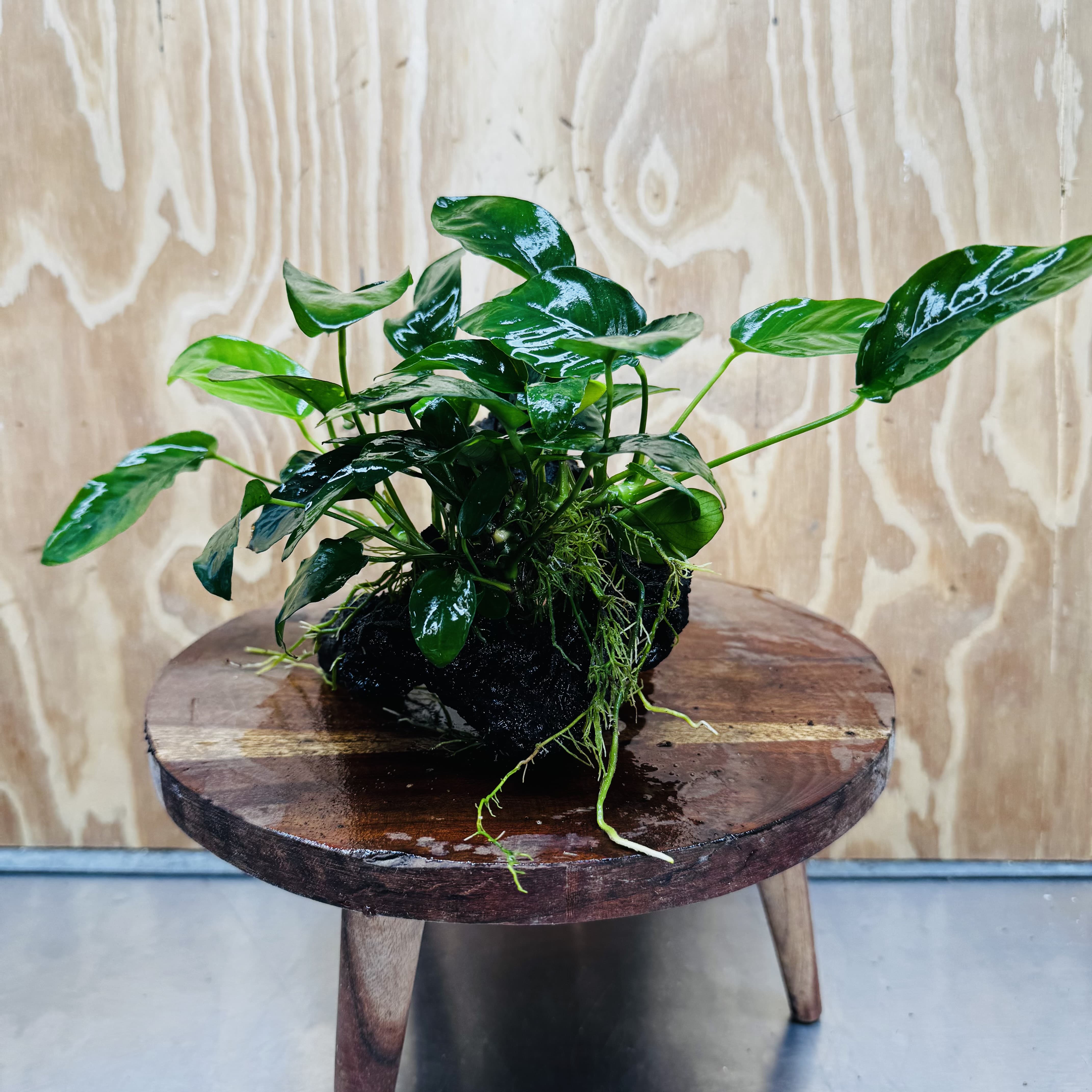 Pisces Enterprises One Only Anubias 'Nana' on Medium Driftwood Creation - One Only - Jungle Anubias Nana on Medium Driftwood - ONE ONLY - Scapeshop Australia