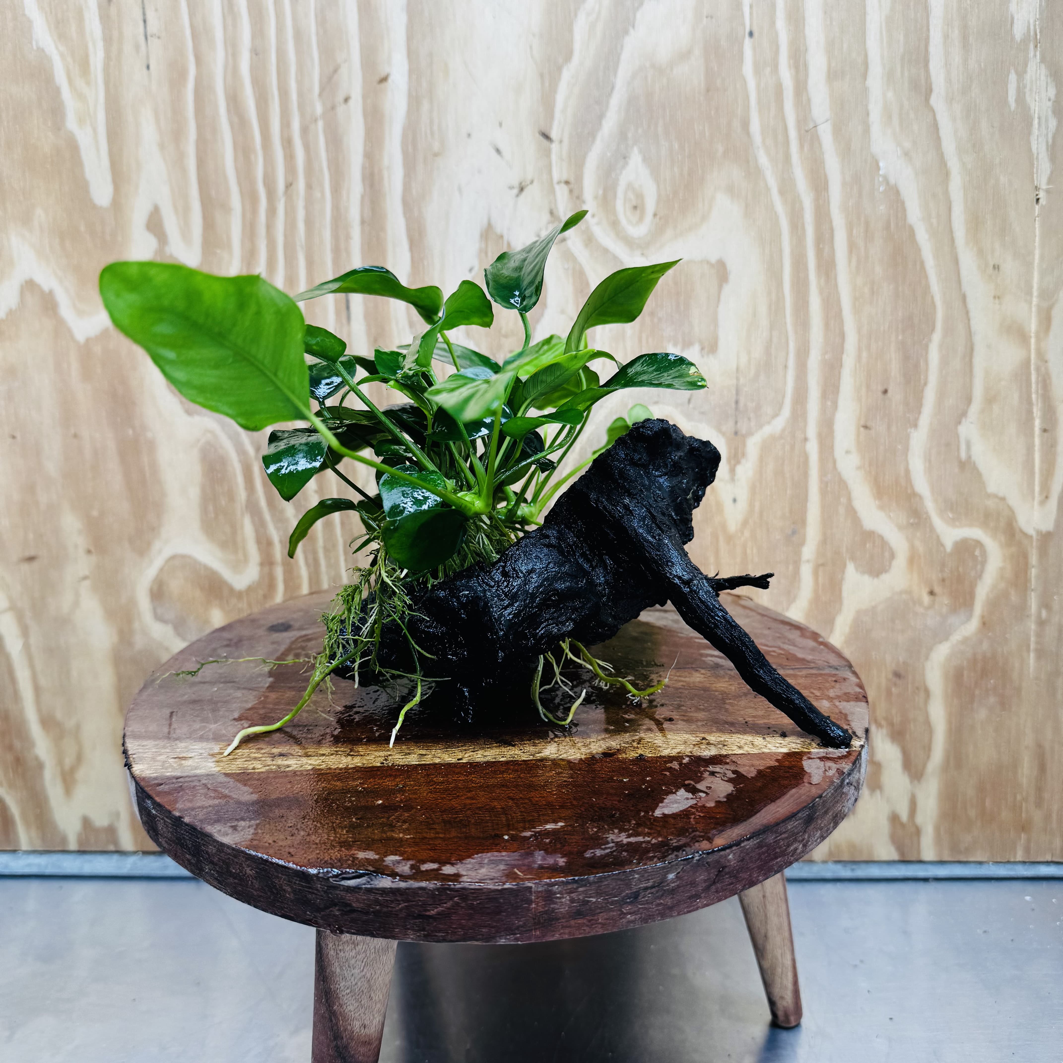 Pisces Enterprises One Only Anubias 'Nana' on Medium Driftwood Creation - One Only - Jungle Anubias Nana on Medium Driftwood - ONE ONLY - Scapeshop Australia