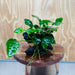 Pisces Enterprises One Only Anubias 'Nana' on Medium Driftwood Creation - One Only - Jungle Anubias Nana on Medium Driftwood - ONE ONLY - Scapeshop Australia