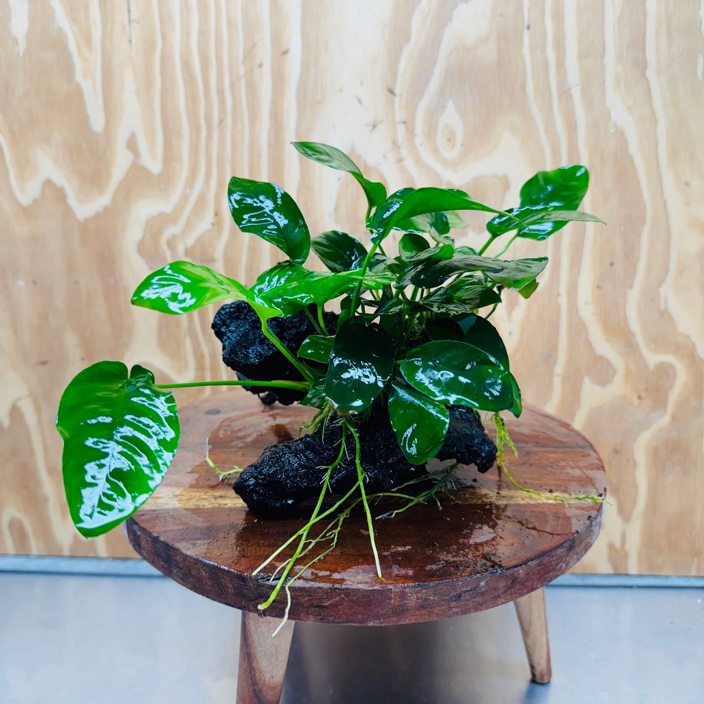Pisces Enterprises One Only Anubias 'Nana' on Medium Driftwood Creation - One Only - Jungle Anubias Nana on Medium Driftwood - ONE ONLY - Scapeshop Australia