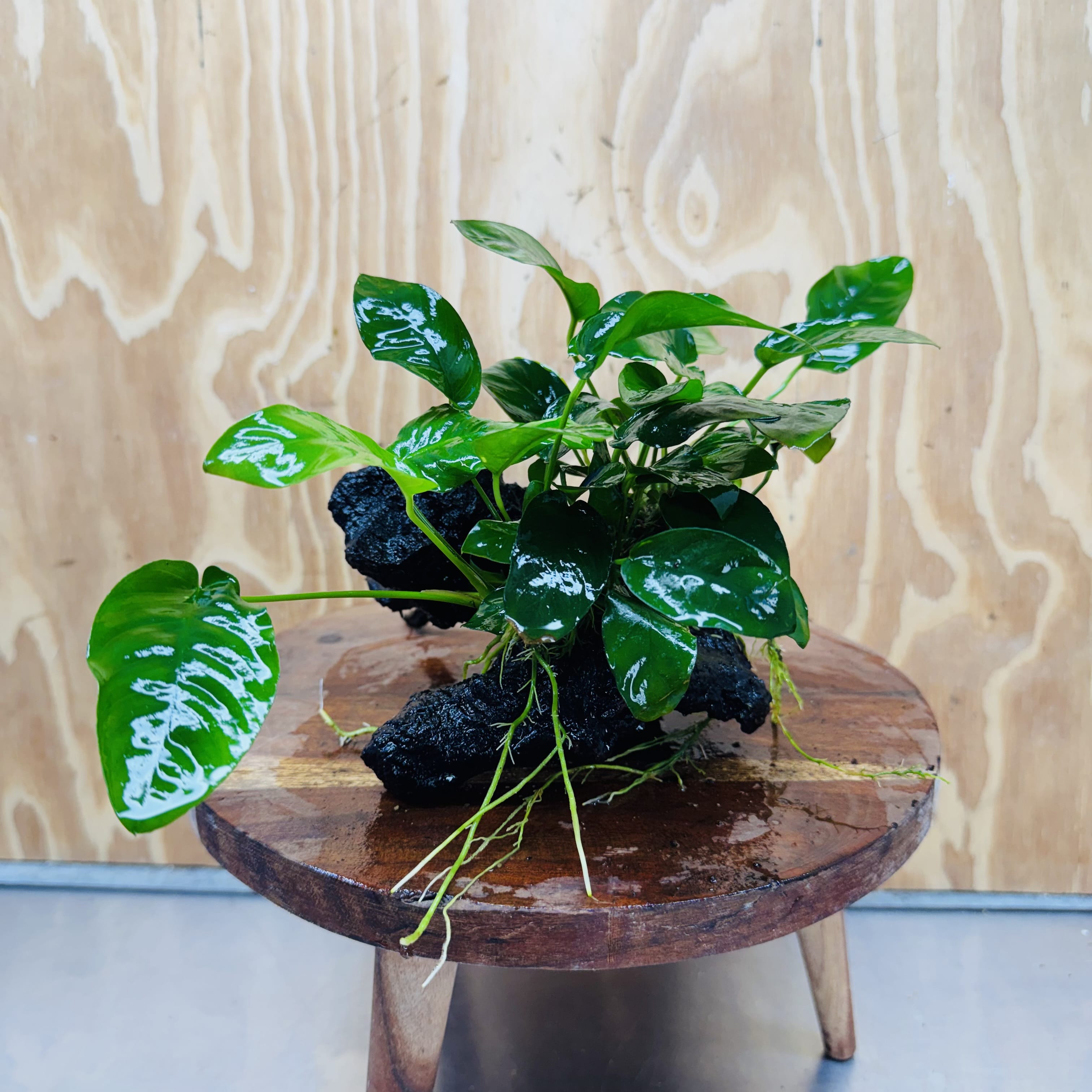 Pisces Enterprises One Only Anubias 'Nana' on Medium Driftwood Creation - One Only - Jungle Anubias Nana on Medium Driftwood - ONE ONLY - Scapeshop Australia
