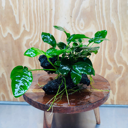 Pisces Enterprises One Only Anubias 'Nana' on Medium Driftwood Creation - One Only - Jungle Anubias Nana on Medium Driftwood - ONE ONLY - Scapeshop Australia