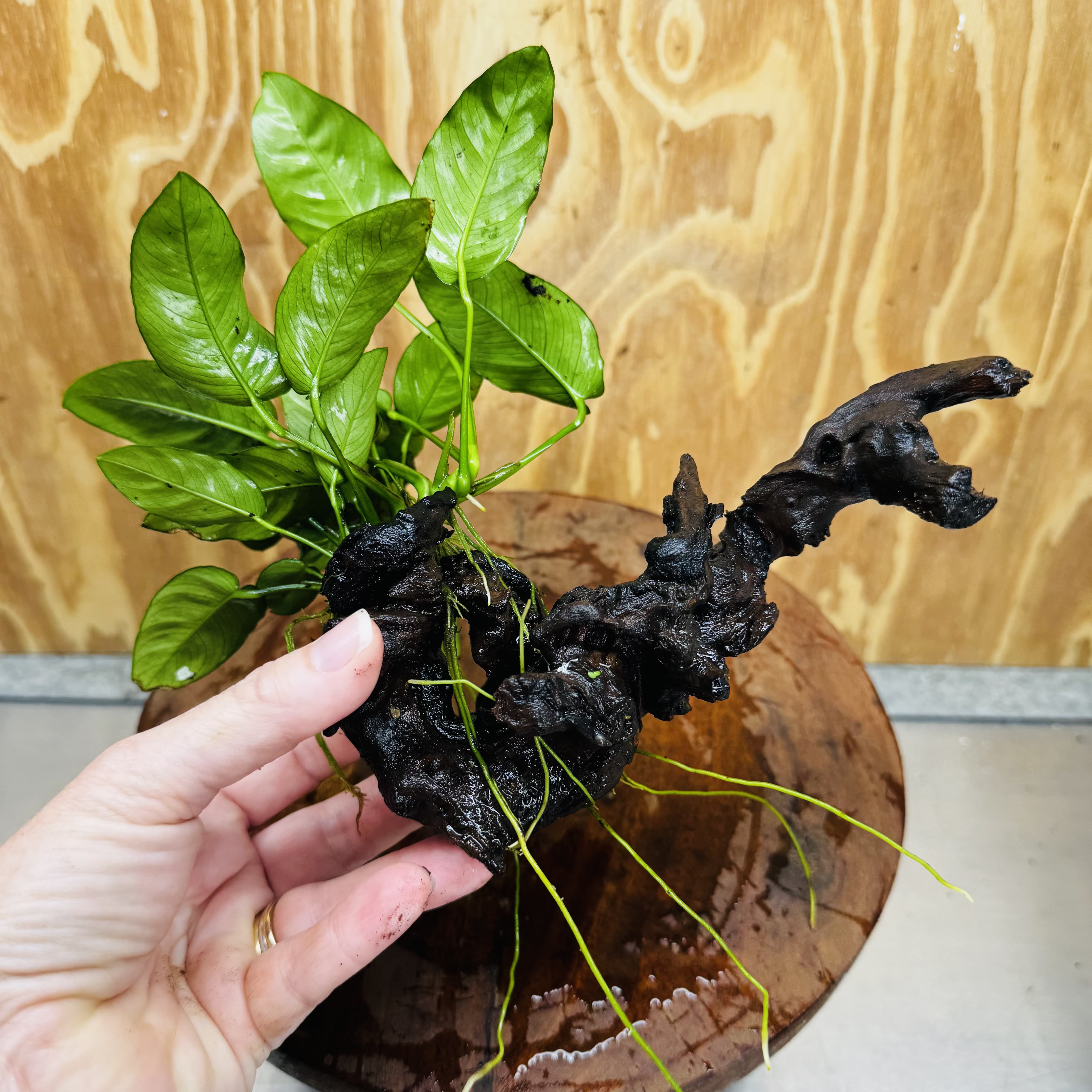 Pisces Enterprises One Only Anubias 'Nana' on Medium Driftwood Creation - One Only - Jungle Anubias Nana on Medium Driftwood - ONE ONLY - Scapeshop Australia