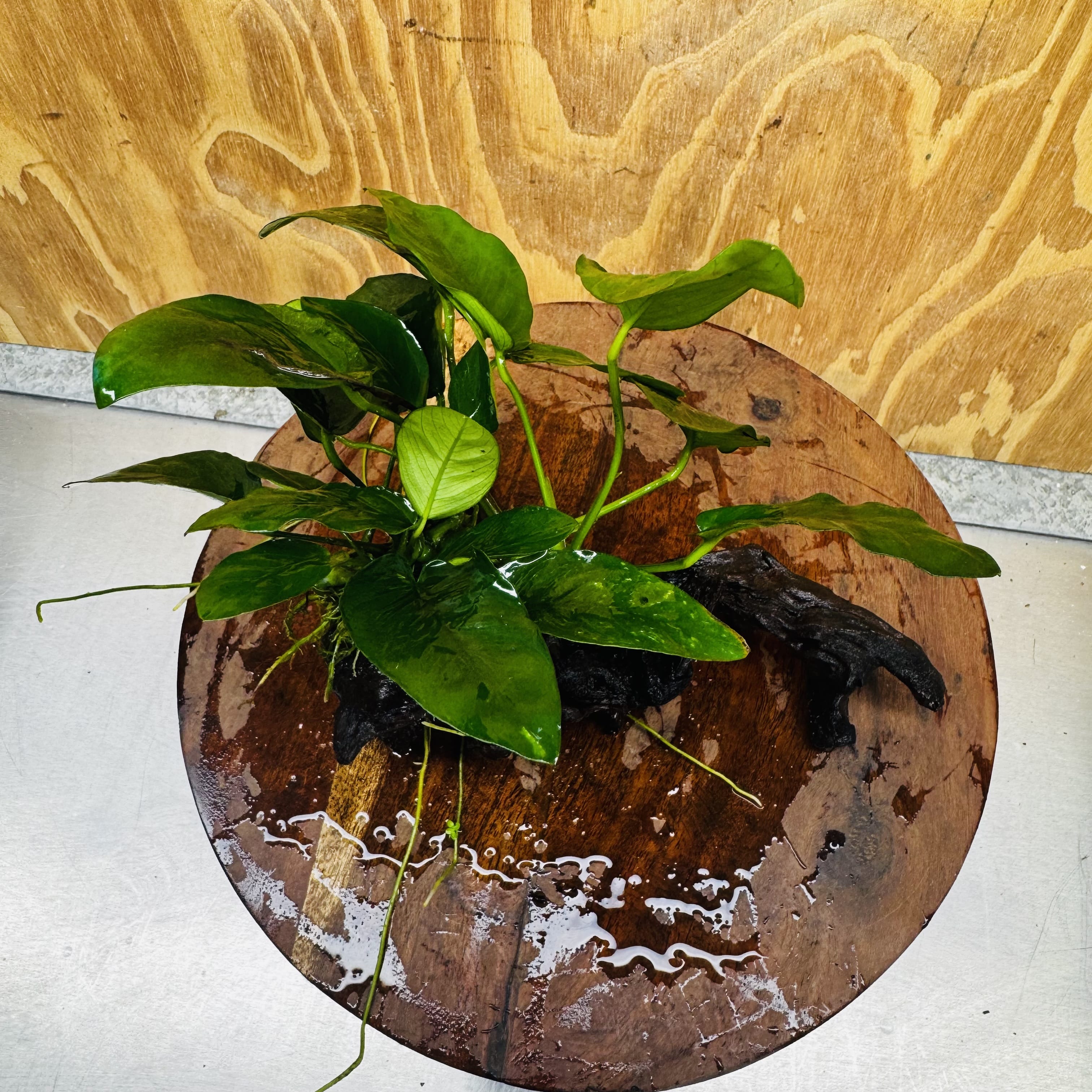 Pisces Enterprises One Only Anubias 'Nana' on Medium Driftwood Creation - One Only - Jungle Anubias Nana on Medium Driftwood - ONE ONLY - Scapeshop Australia