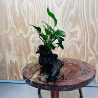 Pisces Enterprises One Only Anubias 'Nana' on Medium Driftwood Creation - One Only - Jungle Anubias Nana on Medium Driftwood - ONE ONLY - Scapeshop Australia