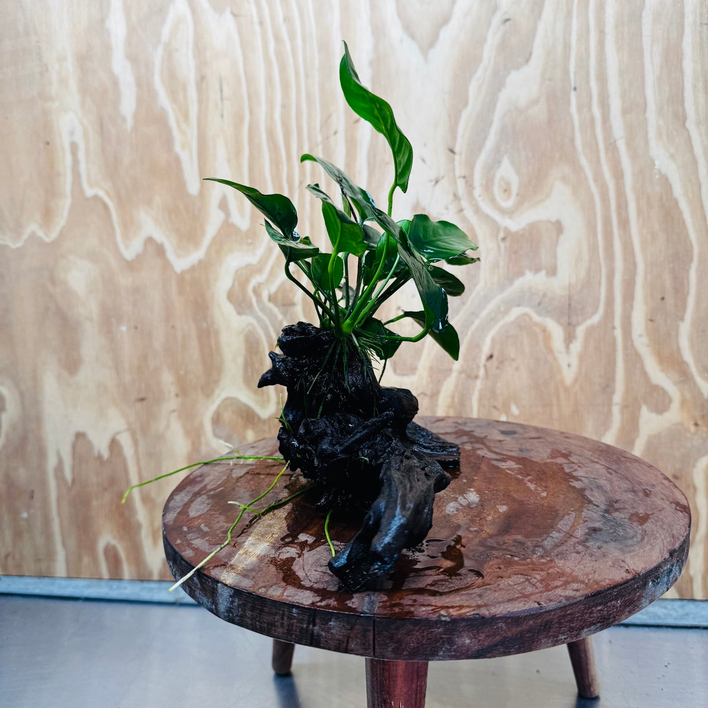 Pisces Enterprises One Only Anubias 'Nana' on Medium Driftwood Creation - One Only - Jungle Anubias Nana on Medium Driftwood - ONE ONLY - Scapeshop Australia