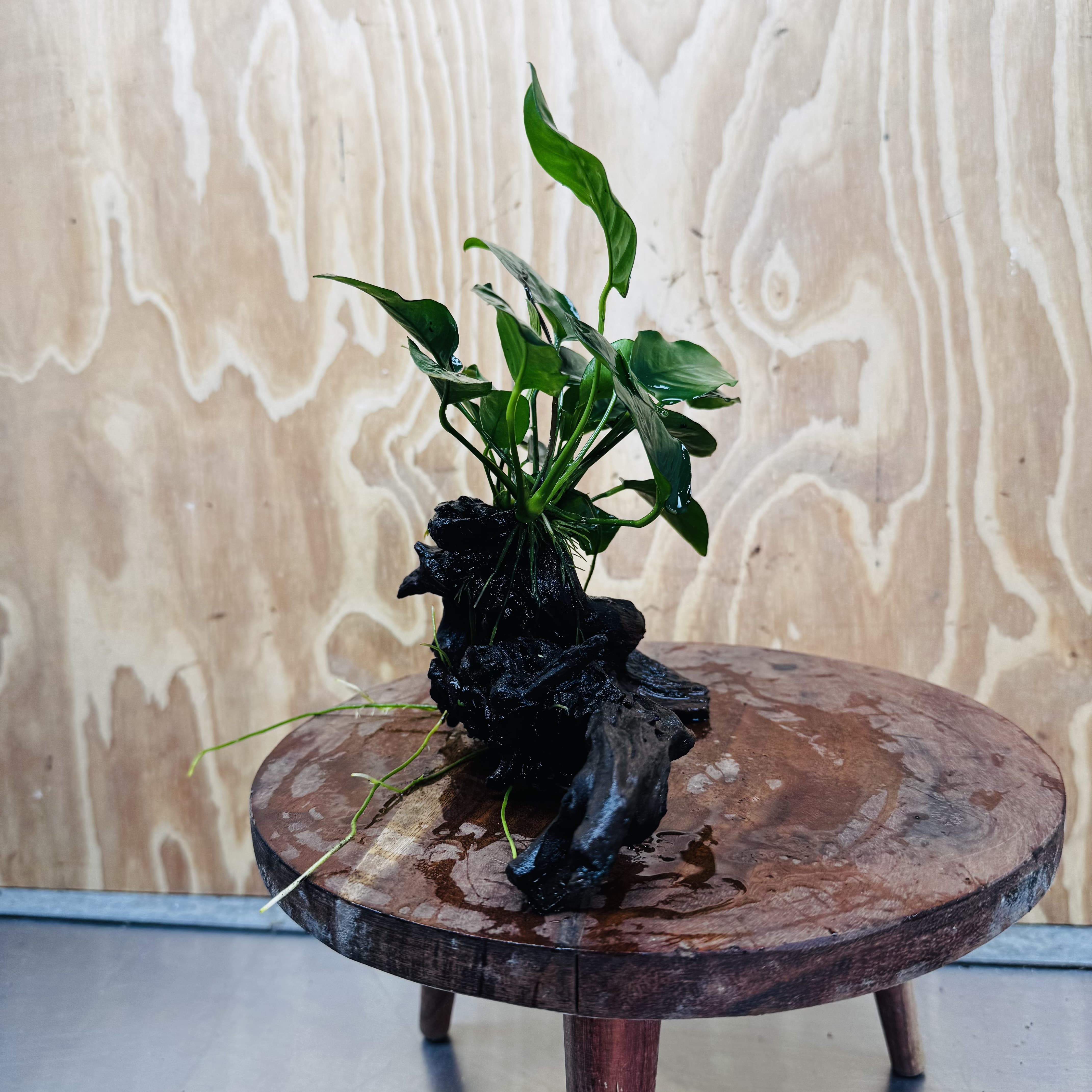 Pisces Enterprises One Only Anubias 'Nana' on Medium Driftwood Creation - One Only - Jungle Anubias Nana on Medium Driftwood - ONE ONLY - Scapeshop Australia