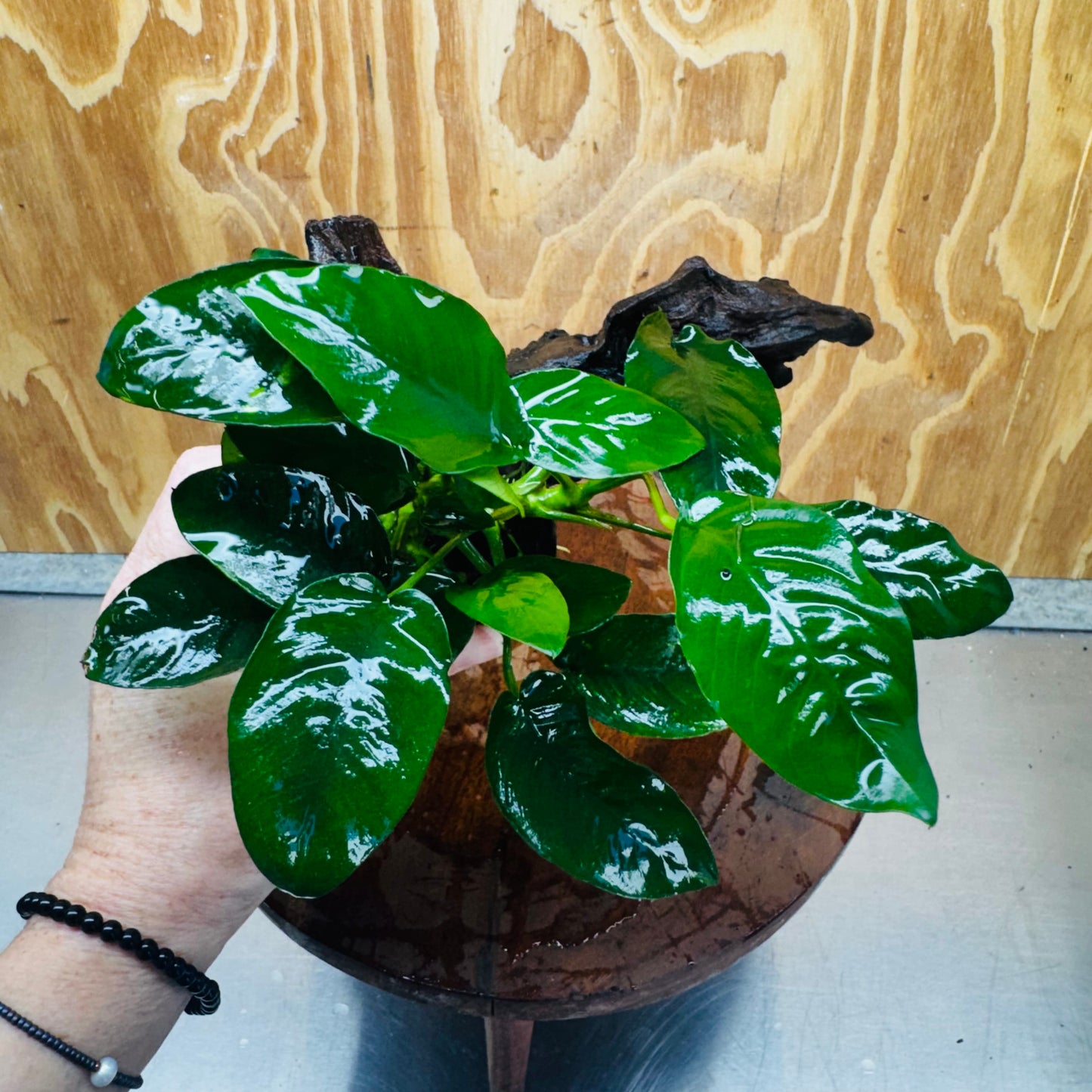 Pisces Enterprises One Only Anubias 'Nana' on Medium Driftwood Creation - One Only - Jungle Anubias Nana on Medium Driftwood - ONE ONLY - Scapeshop Australia