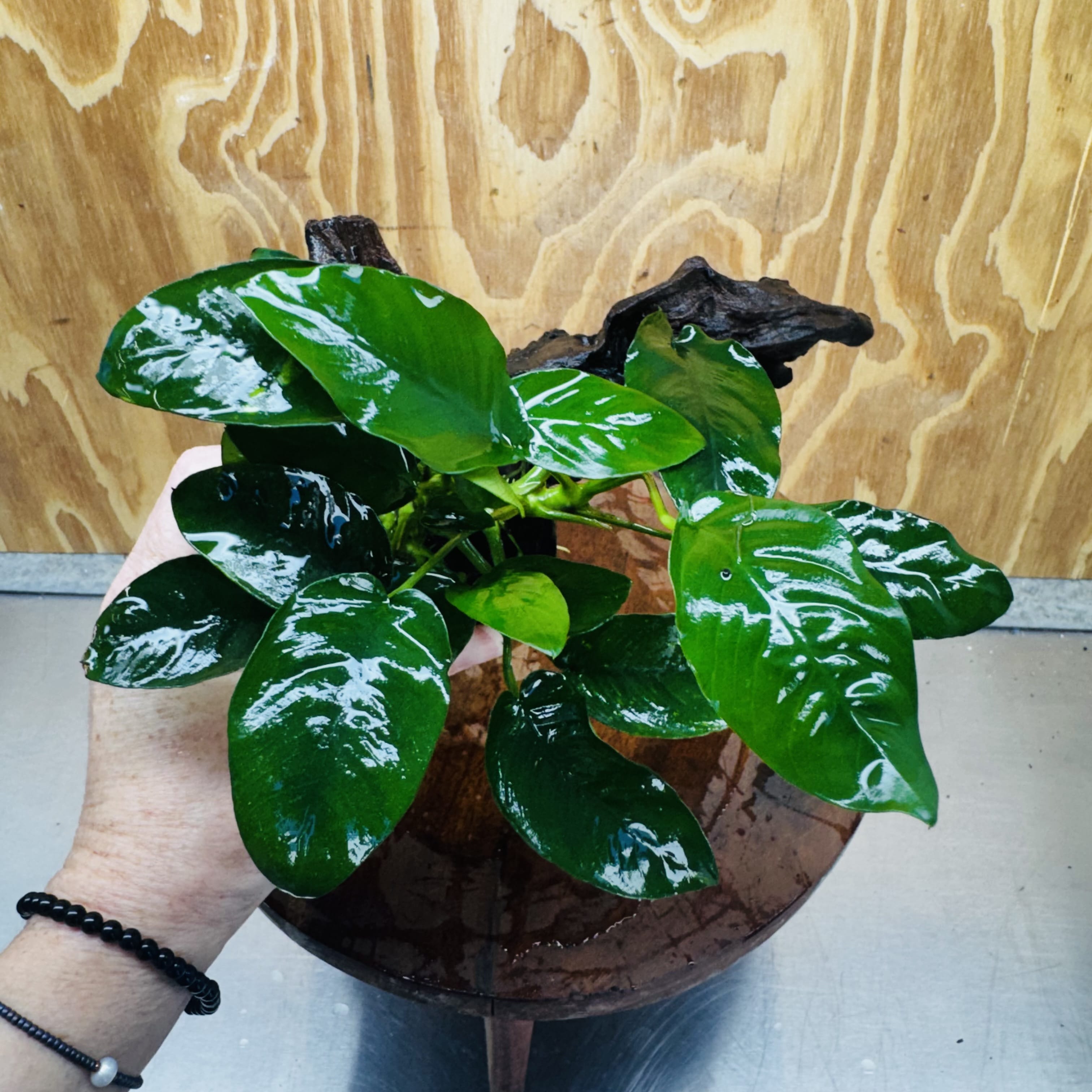Pisces Enterprises One Only Anubias 'Nana' on Medium Driftwood Creation - One Only - Jungle Anubias Nana on Medium Driftwood - ONE ONLY - Scapeshop Australia