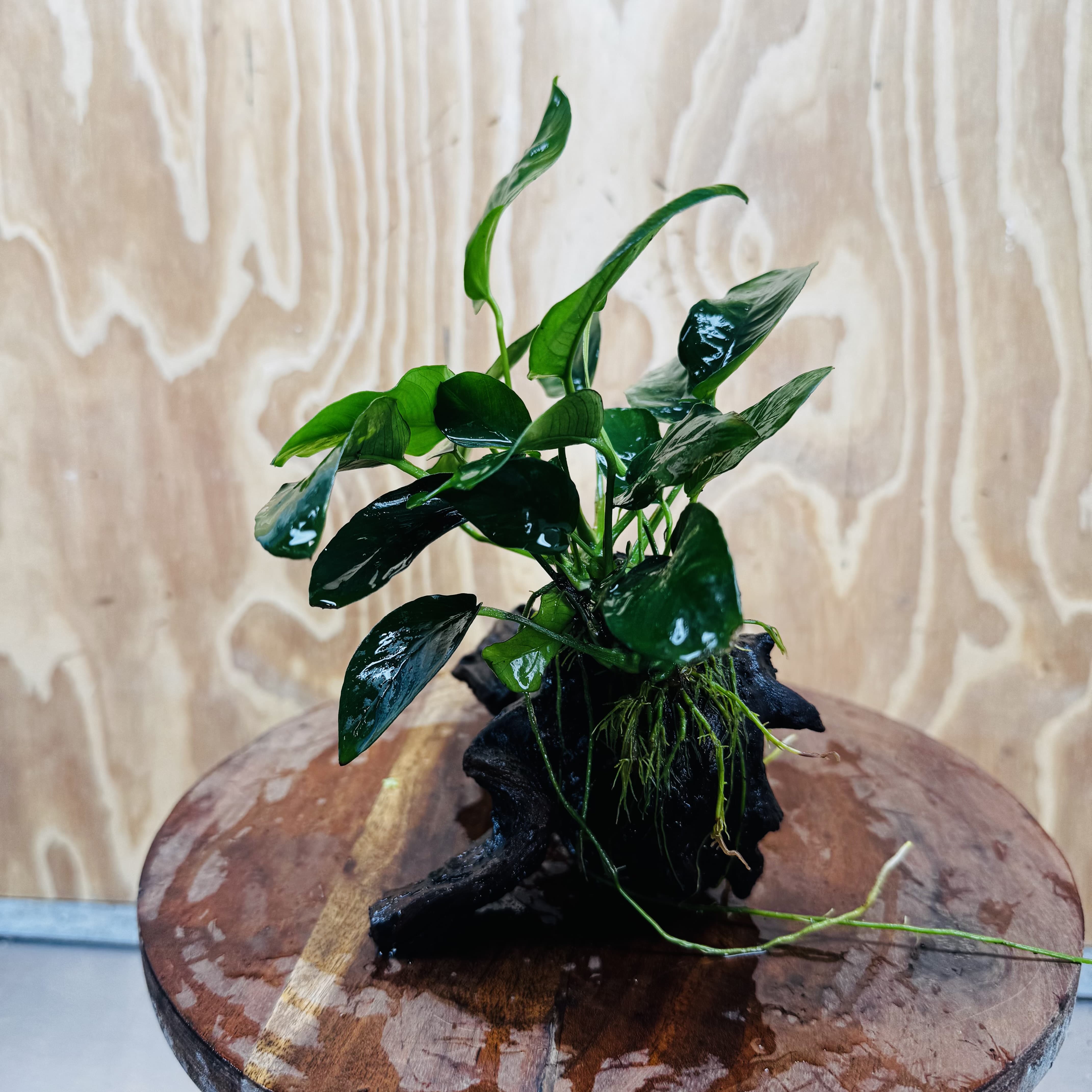 Pisces Enterprises One Only Anubias 'Nana' on Medium Driftwood Creation - One Only - Jungle Anubias Nana on Medium Driftwood - ONE ONLY - Scapeshop Australia